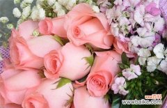 用一朵花传递你的心意 粉玫瑰
