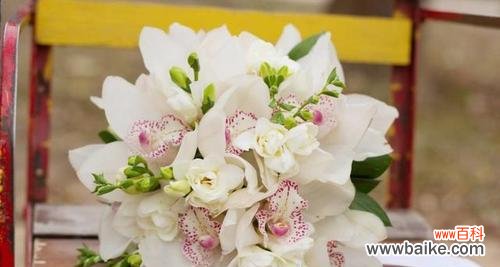 探究百合花的粉色代表的含义 百合花的花语与象征意义