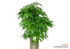 探秘发财竹开花的奥秘 发财竹开花的花语与寓意