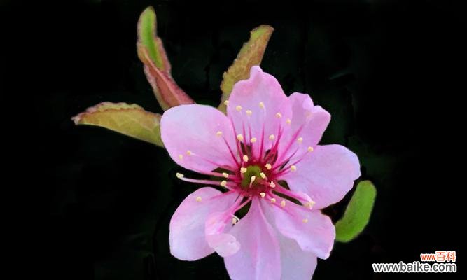 探索粉色花朵所传递的深刻情感与美丽 粉色花朵的花语——爱与柔美