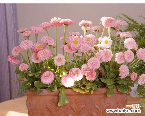 了解粉色雏菊花语 粉色雏菊的花语与寓意