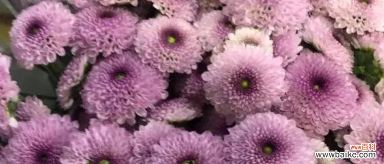 了解粉色雏菊花语 粉色雏菊的花语与寓意