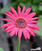 了解粉色雏菊花语 粉色雏菊的花语与寓意