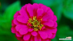 绽放温柔 粉色菊花的花语