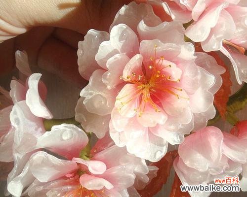 以冬樱花、重瓣樱花和樱花草为主题 盛放的樱花的花语