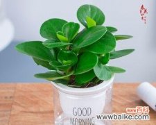 传达环保理念的绿色指南 豆瓣绿