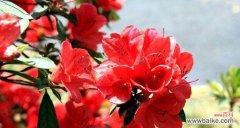 揭开杜鹃花花语和寓意的神秘面纱 杜鹃花