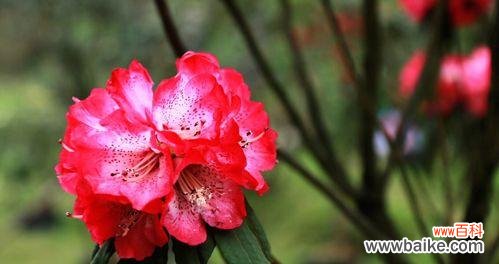 探究杜鹃花所传递的心灵之语 杜鹃花的花语与寓意