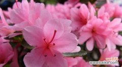 探究杜鹃花所传递的心灵之语 杜鹃花的花语与寓意