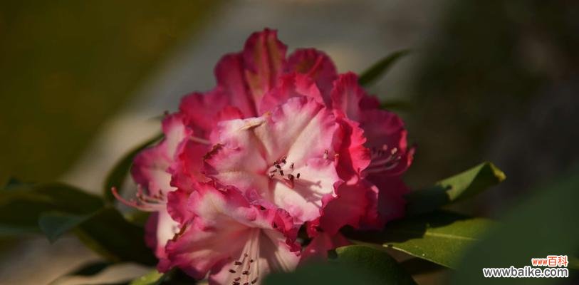 探究杜鹃花所传递的心灵之语 杜鹃花的花语与寓意