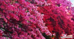 探索杜鹃花的花语与文化底蕴 杜鹃花的象征意义与美丽多姿