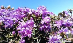 传达爱情与希望的杜鹃花 杜鹃花的花语与寓意