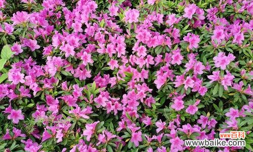 传达爱情与希望的杜鹃花 杜鹃花的花语与寓意