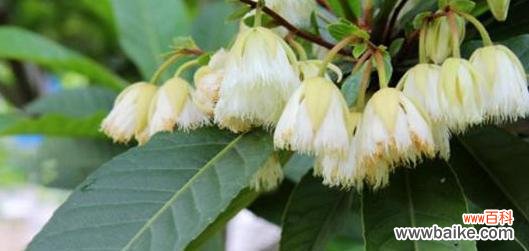 探索杜英花的花语 杜英花的花语