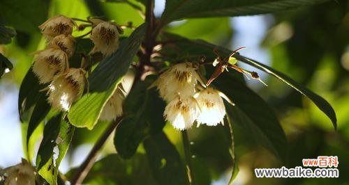 探索杜英花的花语 杜英花的花语