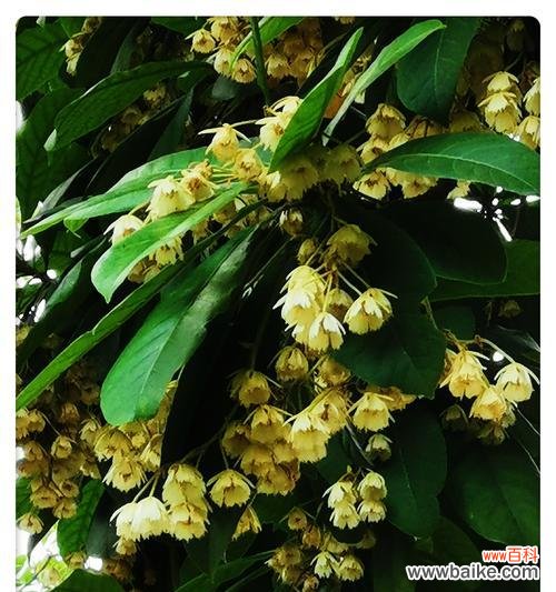 探索杜英花的花语 杜英花的花语