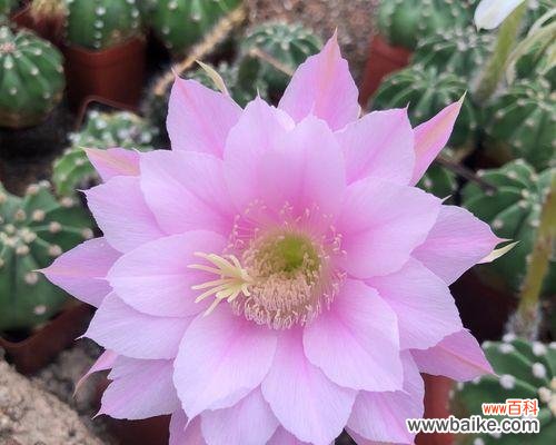 揭示多肉植物开花的含义和象征 多肉开花的寓意与象征