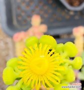 揭示多肉植物开花的含义和象征 多肉开花的寓意与象征