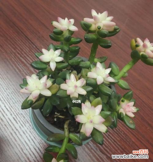 揭示多肉植物开花的含义和象征 多肉开花的寓意与象征