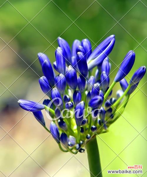 以多年生植物代表意思的探索 多年生植物