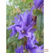 以多年生植物代表意思的探索 多年生植物