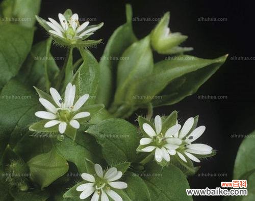 探秘繁缕花的花语及深层意义 繁缕花花语与代表意义