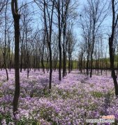 传递生命的力量 二月兰花语