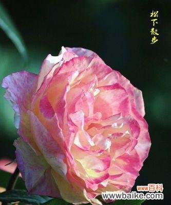 揭秘粉色花朵所传递的情感与象征 探索粉色花语的神秘意义