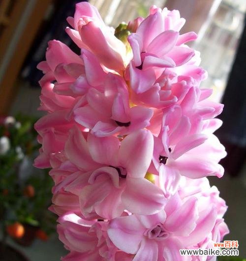 探索粉色风信子的深意 粉色风信子花语及其代表意义