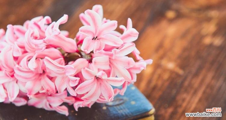 探索粉色风信子的深意 粉色风信子花语及其代表意义