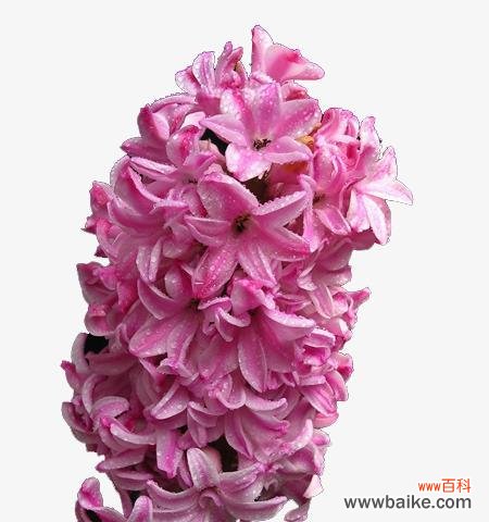 探索粉色风信子的深意 粉色风信子花语及其代表意义