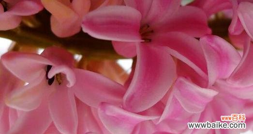 探寻花语之美 粉色风信子的花语与寓意