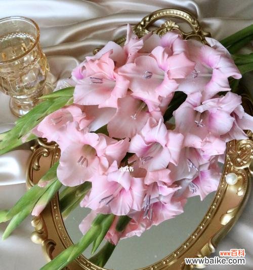 探秘粉色剑兰的象征意义 粉色剑兰花的花语与寓意