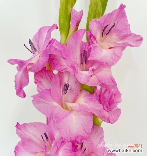 探秘粉色剑兰的象征意义 粉色剑兰花的花语与寓意