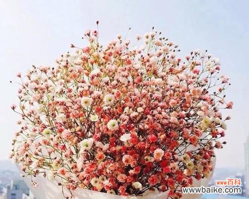 探寻满天星花语与寓意的奥秘 粉色满天星花语与寓意