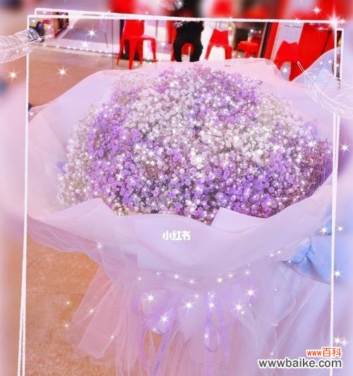 探寻满天星花语与寓意的奥秘 粉色满天星花语与寓意