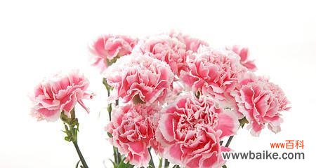 探寻粉色康乃馨花语的情感与象征 粉色康乃馨花语的深层含义