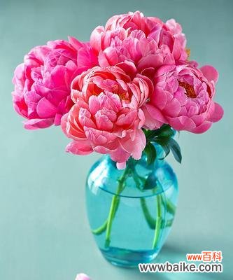 美丽绽放 粉色牡丹花的寓意与象征