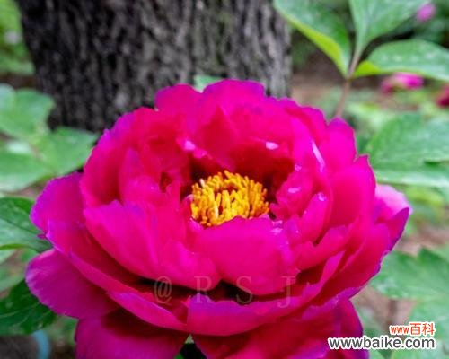 美丽绽放 粉色牡丹花的寓意与象征