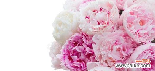 探寻粉色牡丹的美丽传说与人文情怀 粉色牡丹花的象征意义及文化内涵