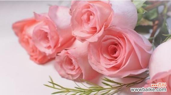探索粉色玫瑰花语的深意 粉色玫瑰花