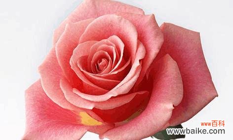 探索粉色玫瑰花语的深意 粉色玫瑰花