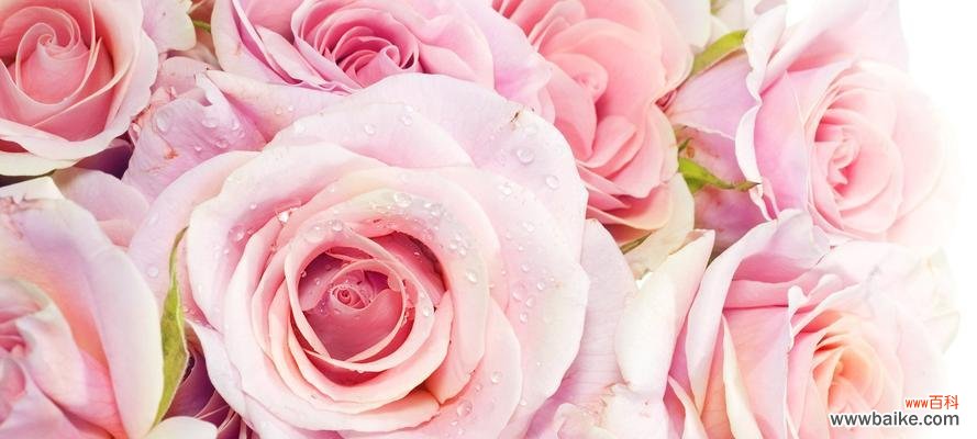 探寻粉色玫瑰所传递的情感与意义 粉色玫瑰的花语及象征意义