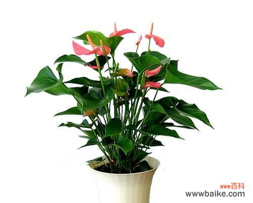 探寻以粉掌的花语的深层意义 以粉掌的花语之意义