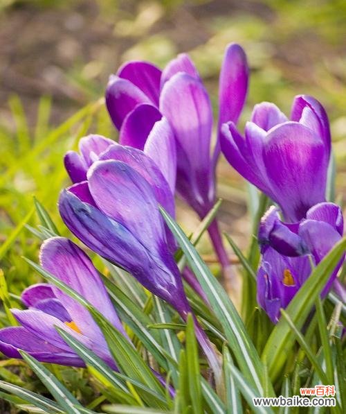 探寻番红花的花语与象征意义 番红花
