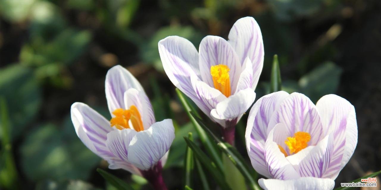 探寻番红花的花语与象征意义 番红花