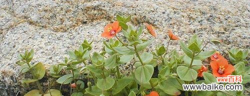 揭示繁缕花背后的深意 繁缕花生日花语雄辩
