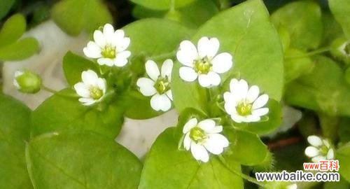 揭示繁缕花背后的深意 繁缕花生日花语雄辩