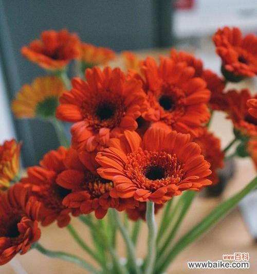 揭秘非洲菊的神奇之处 非洲菊的花语和寓意