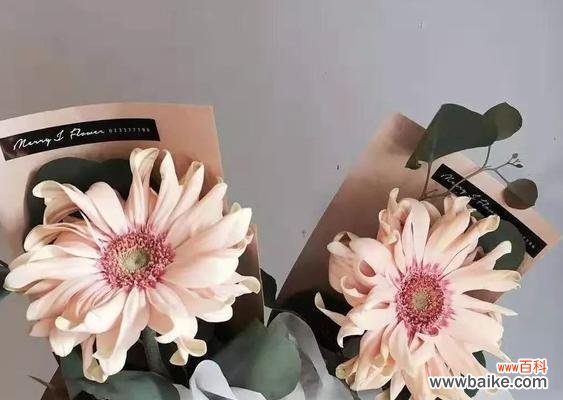 揭秘非洲菊的神奇之处 非洲菊的花语和寓意